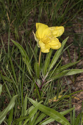 Oenothera macrocarpa #1